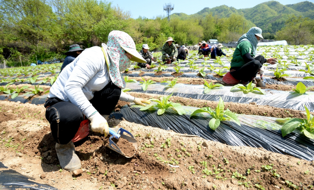 외국인 계절근로자