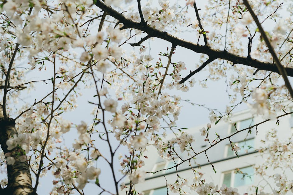 봄 벚꽃 명소 진해 군항제 풍경