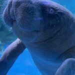 코엑스 아쿠아리움 아프리카 매너티 — 서울 강남 코엑스 아쿠아리움