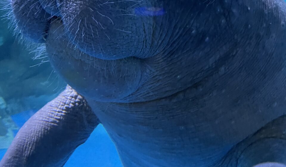 코엑스 아쿠아리움 아프리카 매너티 — 서울 강남 코엑스 아쿠아리움