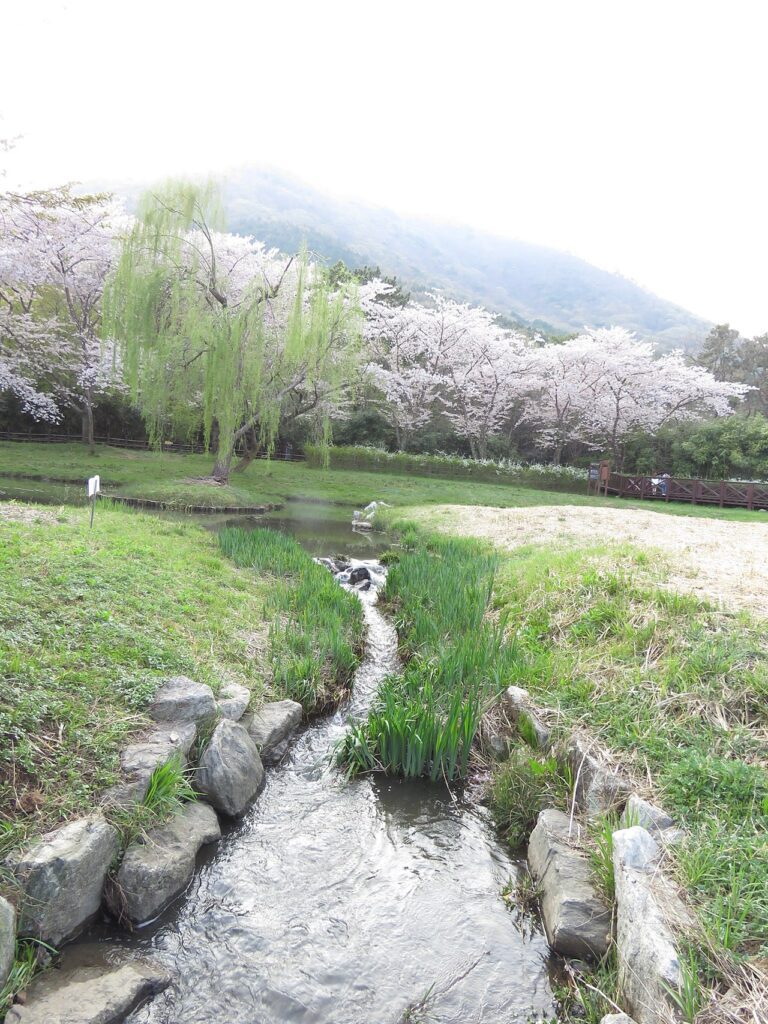 Jinhae Cherry Blossom Festival visit course Jehwangsan Park Jinhae Tower view