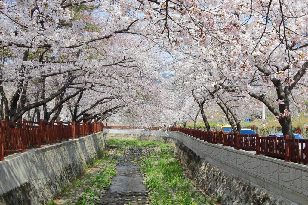 Jinhae Cherry Blossom Festival visit course Yeojwacheon stream walkway