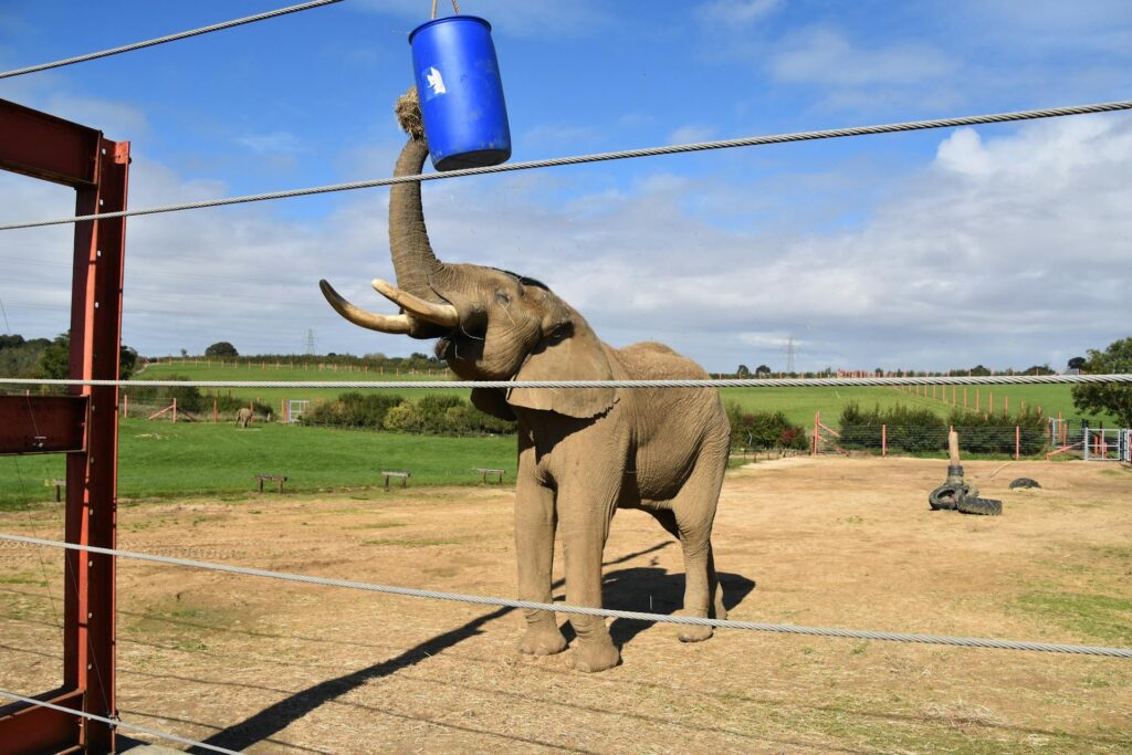 Seoul zoo comparison - elephant at Seoul Grand Park Zoo