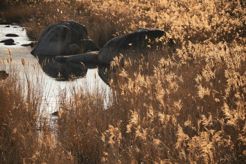 Suncheon autumn reed sunset — autumn reed cluster scene at Waon Beach