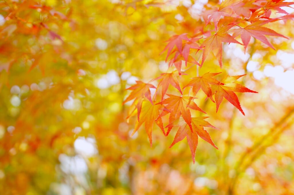 Nami Island autumn foliage metasequoia path in Gapyeong