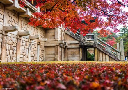 경주 가을 단풍 불국사 본전 앞 단풍 풍경 - 가을 단풍 스팟