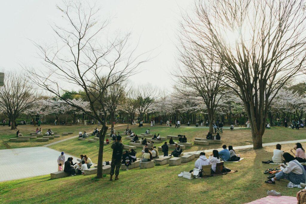 Ilsan Lake Park flower picnic spring cherry blossom walking trail