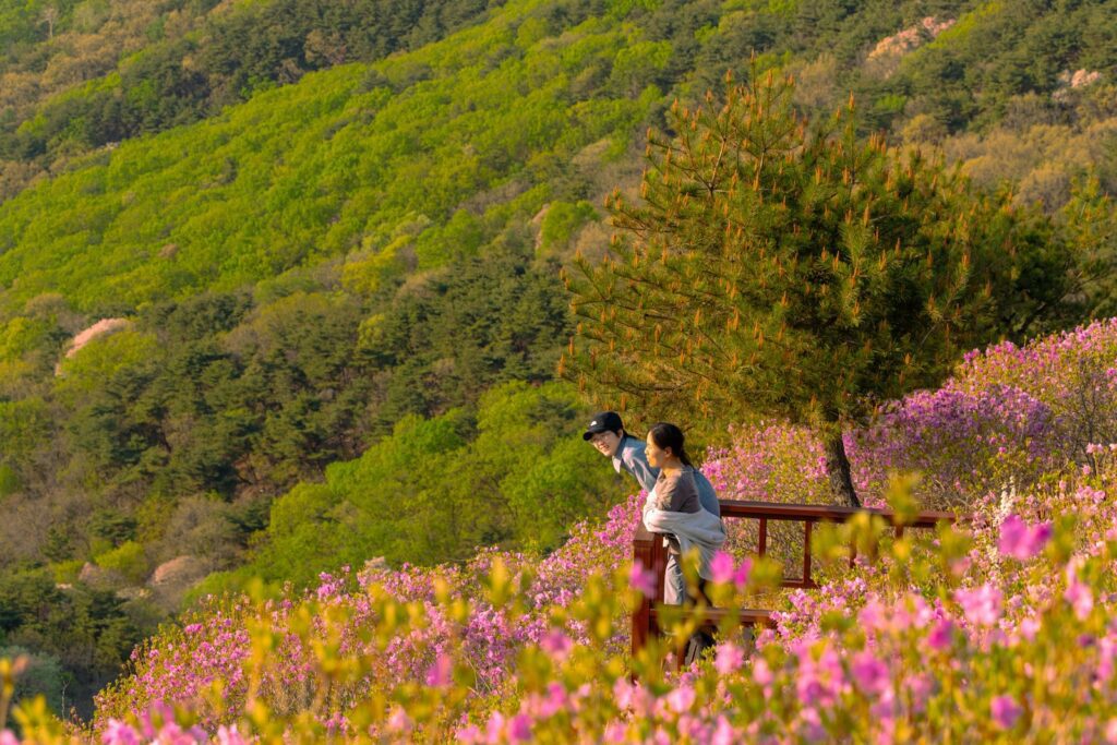 봄꽃 축제 진달래 — 봄 산자락 진달래 군락