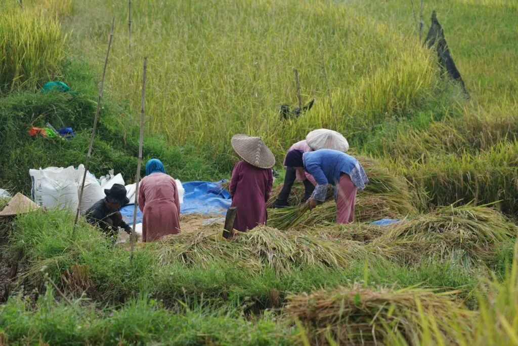 Several people in conical straw hats bend over a paddy field, gathering and tying cut rice stalks