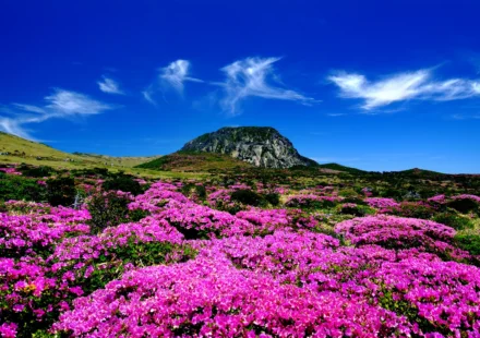 한라산 정상 백록담 도전 — 제주 한라산 능선과 백록담 전경